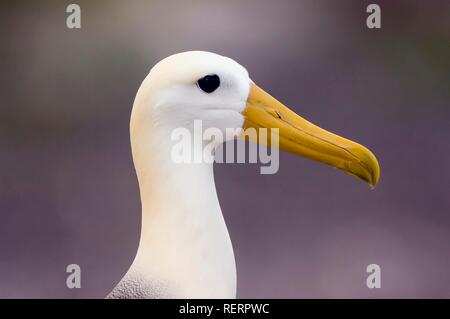 Albatro ondulata o Galápagos Albatross (Diomedea irrorata), Genovesa Island Isole Galapagos, Patrimonio Mondiale dell UNESCO Foto Stock