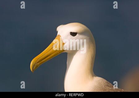 Albatro ondulata o Galápagos Albatross (Diomedea irrorata), Española Island Isole Galapagos, Patrimonio Mondiale dell UNESCO Foto Stock