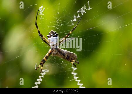 A zig-zag Spider (Neoscona cooksoni), Ecuador Foto Stock