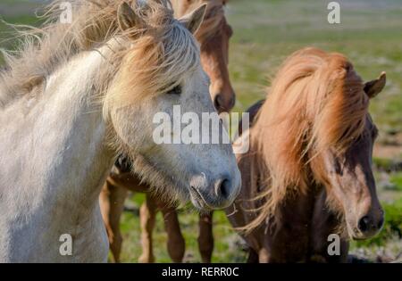 Tre cavalli islandesi bianco e marrone sul pascolo, il vento soffia in mane, Sauðárkrókur, Akrahreppur, Norðurland vestra, Islanda Foto Stock