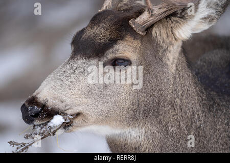 Close up ritratto di un mulo cervo mangiare ramoscelli e graminacee in inverno Foto Stock