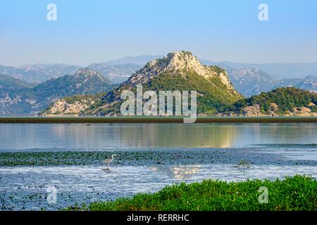 Il Lago di Scutari, airone cenerino, vicino all'estuario di Moraca, Lago di Skadar National Park, Podgorica Provincia, Montenegro Foto Stock