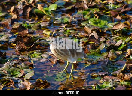 Tarabusino (Ixobrychus minutus), il Lago di Scutari, il Lago di Scutari Parco Nazionale, Montenegro Foto Stock