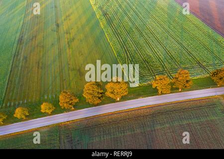 Strada di campagna con fila di alberi di sunrise, vicino Dietramszell, drone vista, Alta Baviera, Baviera, Germania Foto Stock