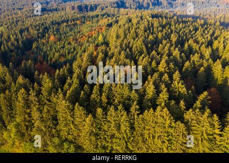 La foresta di abete rosso, vicino Dietramszell, drone vista, Alta Baviera, Baviera, Germania Foto Stock