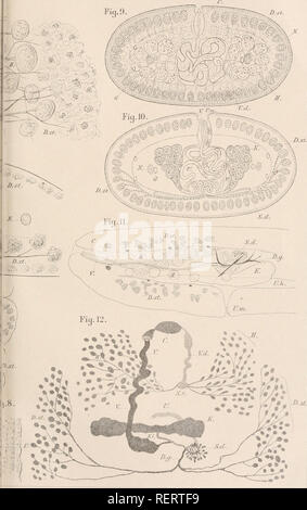 . Il dott. H.G. Bronn's Klassen und Ordnungen des Thier-Reichs : wissenschaftlich dargestellt in Wort und Bild. Zoologia. Taf^im.. Si prega di notare che queste immagini vengono estratte dalla pagina sottoposta a scansione di immagini che possono essere state migliorate digitalmente per la leggibilità - Colorazione e aspetto di queste illustrazioni potrebbero non perfettamente assomigliano al lavoro originale. Bronn, H. G. (Heinrich Georg), 1800-1862. Leipzig : C. F. Inverno Foto Stock