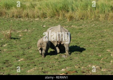 Il rinoceronte indiano o grande one-cornuto rinoceronte (Rhinoceros unicornis) con giovani provenienti attraverso l'erba degli elefanti Foto Stock