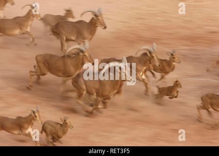 Mufloni, (Ammotragus lervia), Sir Bani Yas Island, riserva privata nel Golfo Persico con oltre 10000 animali steppa Foto Stock