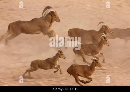 Mufloni, (Ammotragus lervia), Sir Bani Yas Island, riserva privata nel Golfo Persico con oltre 10000 animali steppa Foto Stock