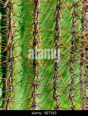 Close-up di cactus Saguaro in Arizona che mostra le sue spine Foto Stock