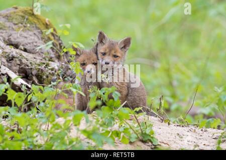 Due giovani volpi rosse (Vulpes vulpes vulpes) a Fuchsbau, Dessau, Germania Foto Stock