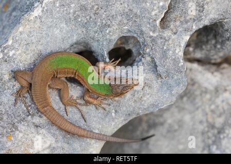 Parete dalmata lizard (Podarcis melisellensis), Istria, Croazia Foto Stock