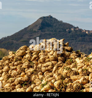 Pila di barbabietole da zucchero appena raccolte in un campo, Auvergne, Francia Foto Stock