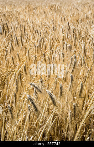 Vista ravvicinata di spighe mature di orzo in un campo sotto la luce diretta del sole nella campagna francese. Foto Stock