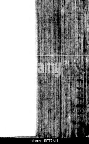 . Supplemento per l'artico zoologia [microformati]. Zoologia; Zoologie. *N^ â NT A. Si prega di notare che queste immagini vengono estratte dalla pagina sottoposta a scansione di immagini che possono essere state migliorate digitalmente per la leggibilità - Colorazione e aspetto di queste illustrazioni potrebbero non perfettamente assomigliano al lavoro originale. Pennant, Thomas, 1726-1798. Londra : stampato da Henry Hughs Foto Stock