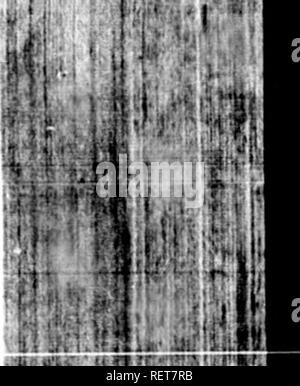 . Supplemento per l'artico zoologia [microformati]. Zoologia; Zoologie. ; Mi "f In. : ',' 1 M^'-- 1 P ^ 1 .':^''l. Si prega di notare che queste immagini vengono estratte dalla pagina sottoposta a scansione di immagini che possono essere state migliorate digitalmente per la leggibilità - Colorazione e aspetto di queste illustrazioni potrebbero non perfettamente assomigliano al lavoro originale. Pennant, Thomas, 1726-1798. Londra : stampato da Henry Hughs Foto Stock