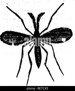 . Saggio sulla mosca di Hesse, frumento midge e altri insetti dannosi per le colture di frumento [microformati]. Il frumento; insetti; Blé; Insectes. Mosca di Hesse. 2S: attraverso il quale l'esercito britannico, composto in parte di soldati di Hesse, aveva pre- cedenza passata. Harris, il cui prezioso lavoro siamo debitori di tali stato- zioni sembra pensare che in questo esempio il chinch bug {Lygxut leucopterus) possono essere stati presi per la mosca di Hesse e lui dice, si mostra come è stata prevalente la convinzione rispettando la introduzione di questo volare dalla truppa di Hesse?, parere che egli ritiene meritevoli di qualche credito.* *&amp; Foto Stock