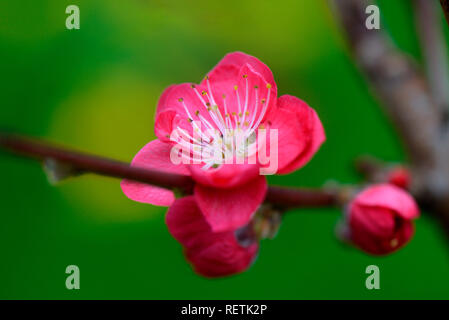 Peach Melred, Prunus persica Foto Stock