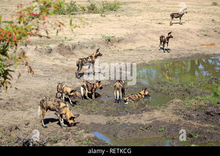 African cani selvatici, Sabi Sand Game Reserve, Kruger Nationalpark, Sud Africa, Africa (Lycaon pictus) Foto Stock