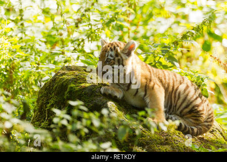 Siberian/Amur tigrotto (Panthera Tigris Altaica) Disteso sulla roccia Foto Stock