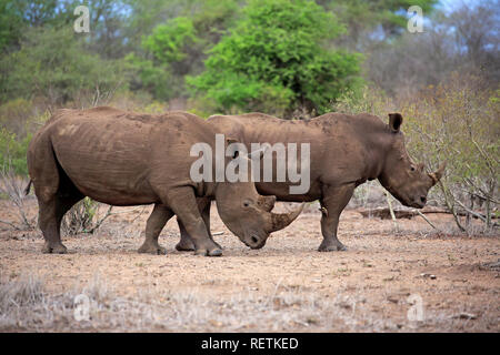 Rinoceronte bianco, Sabi Sand Game Reserve, Kruger Nationalpark, Sud Africa, Africa (Ceratotherium simum) Foto Stock