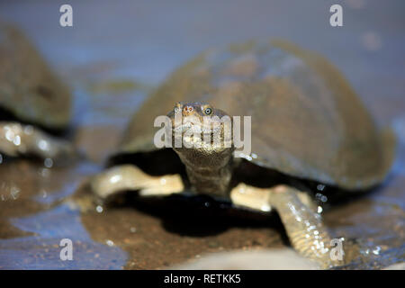 Incernierato seghettata Terrapin, adulto, Kruger Nationapark, Sud Africa, Africa (Pelusios sinuatus) Foto Stock