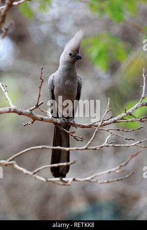 Grigio Lourie, adulto su albero, Kruger Nationalpark, Sud Africa, Africa (Corythaixoides concolor) Foto Stock