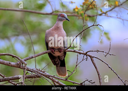 Redeyed Colomba, adulto su albero, Kruger Nationalpark, Sud Africa, Africa (Streptopelia semitorquata) Foto Stock