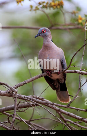 Redeyed Colomba, adulto su albero, Kruger Nationalpark, Sud Africa, Africa (Streptopelia semitorquata) Foto Stock