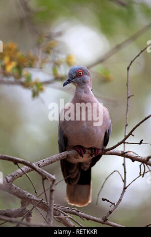 Redeyed Colomba, adulto su albero, Kruger Nationalpark, Sud Africa, Africa (Streptopelia semitorquata) Foto Stock