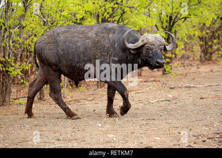 Bufalo africano, adulto a piedi, Kruger Nationalpark, Sud Africa, Africa (Syncerus caffer) Foto Stock