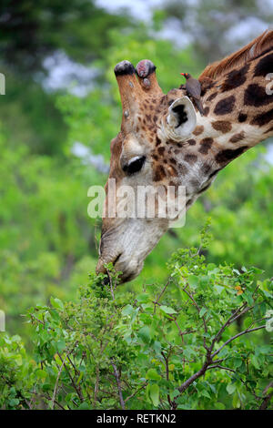 Cape Giraffe, Kruger Nationalpark, Sud Africa, Africa (Giraffa camelopardalis giraffa) Foto Stock