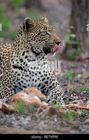 Leopard, Sabi Sand Game Reserve, Kruger Nationalpark, Sud Africa, Africa (Panthera pardus) Foto Stock