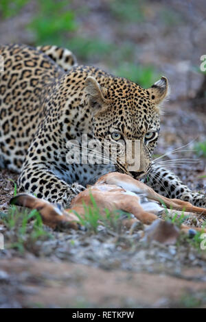 Leopard, Sabi Sand Game Reserve, Kruger Nationalpark, Sud Africa, Africa (Panthera pardus) Foto Stock