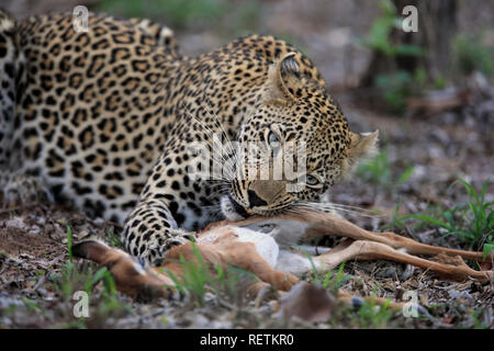 Leopard, Sabi Sand Game Reserve, Kruger Nationalpark, Sud Africa, Africa (Panthera pardus) Foto Stock