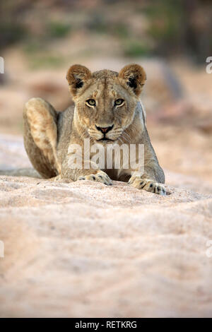 Lion, femmina adulta in essiccato fuori riverbed, Sabi Sand Game Reserve, Kruger Nationalpark, Sud Africa, Africa (Panthera leo) Foto Stock