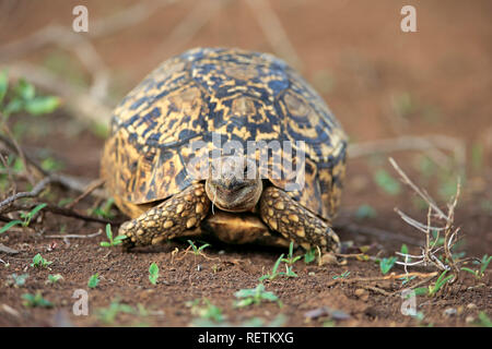 Leopard tartaruga, Kruger Nationapark, Sud Africa, Africa (Testudo pardalis) Foto Stock