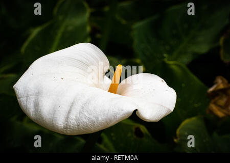 Close up della fioritura Calla Lily (Zantedeschia aethiopica), Golden Gate Park di San Francisco, California; lo sfondo scuro Foto Stock