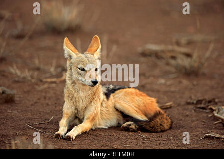 Black Backed Jackal, adulti in appoggio, Kruger Nationalpark, Sud Africa, Africa (Canis mesomelas) Foto Stock