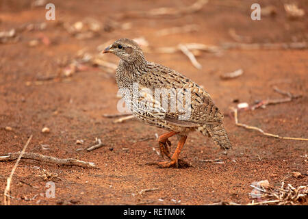 Crested Francolin, Kruger Nationalpark, Sud Africa, Africa (Francolinus sephaena) Foto Stock