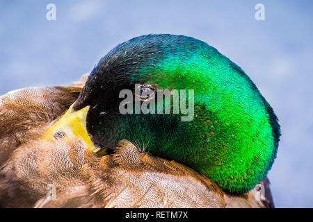 Close up delle colorate capo di un maschio di Mallard duck (Anas platyrhynchos); gocce di acqua che brilla sulla sua testa; Golden Gate Park di San Francisco, California Foto Stock