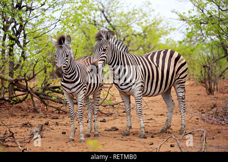 Le pianure zebre, Kruger Nationalpark, Sud Africa, Africa (Equus quagga burchelli) Foto Stock