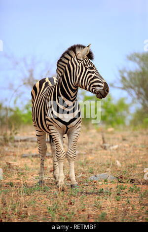 Le pianure Zebra, Kruger Nationalpark, Sud Africa, Africa (Equus quagga burchelli) Foto Stock