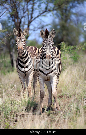 Le pianure zebre, Kruger Nationalpark, Sud Africa, Africa (Equus quagga burchelli) Foto Stock