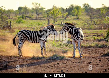 Le pianure zebre, stalloni, Kruger Nationalpark, Sud Africa, Africa (Equus quagga burchelli) Foto Stock