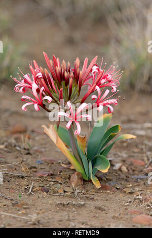 Giglio di sabbia, bloom, fioritura, Kruger Nationalpark, Sud Africa, Africa (Crinum buphanoides) Foto Stock