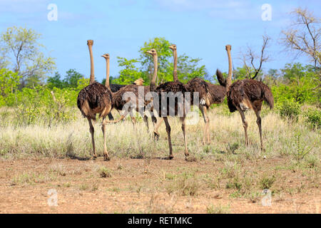 Struzzo Sudafricano, femmina adulta, Kruger Nationalpark, Sud Africa, Africa (Struthio camelus australis) Foto Stock