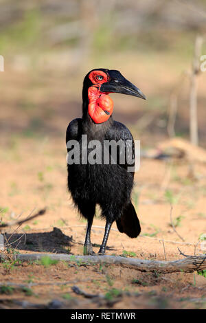 Massa meridionale Hornbill, Kruger Nationalpark, Sud Africa, Africa (Bucorvus leadbeateri) Foto Stock