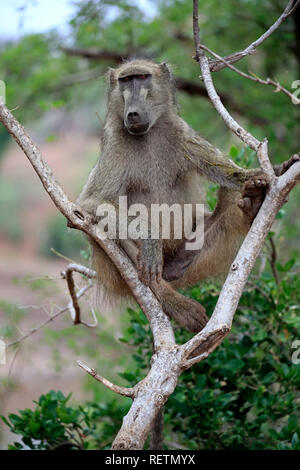 Chacma Baboon, Kruger Nationalpark, Sud Africa, Africa (Papio ursinus) Foto Stock