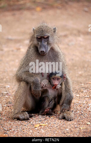 Chacma Baboon, Kruger Nationalpark, Sud Africa, Africa (Papio ursinus) Foto Stock